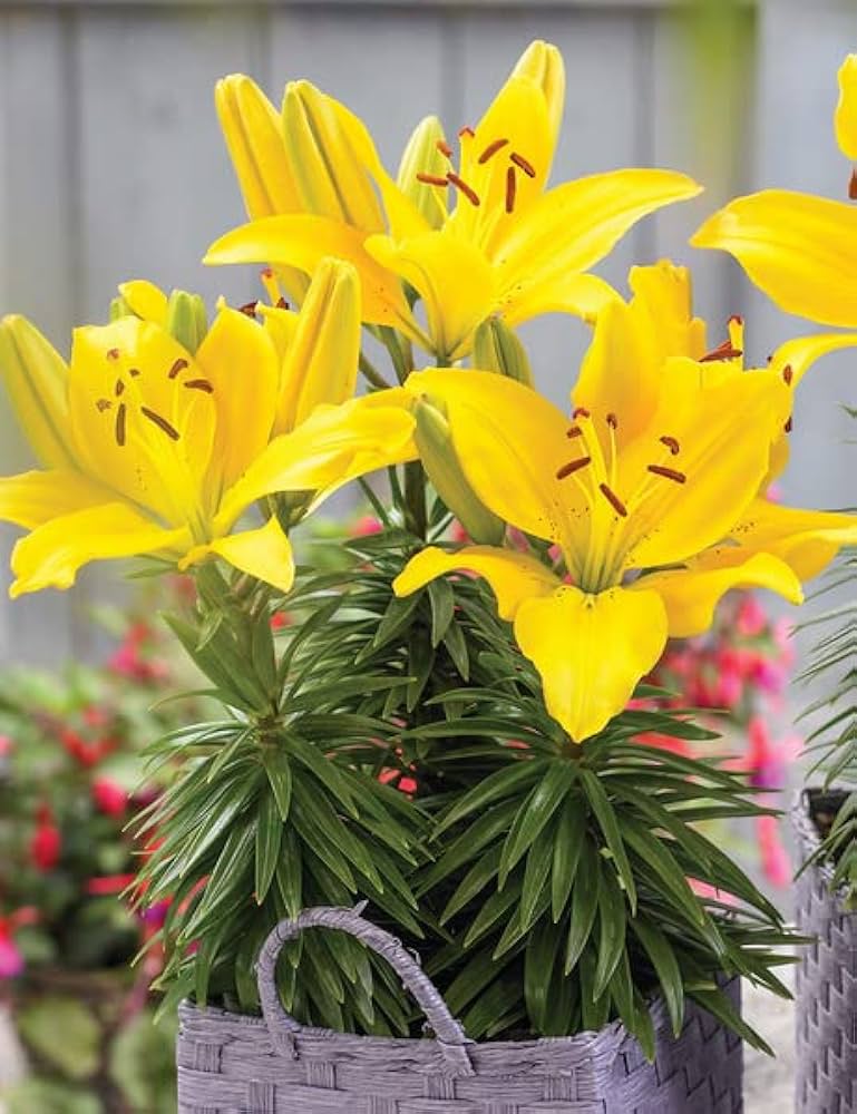 Heirloom Non-GMO Crinum Flower Seeds for Planting – Fragrant Tropical Garden Blooms - Non-GMO for planting in home garden